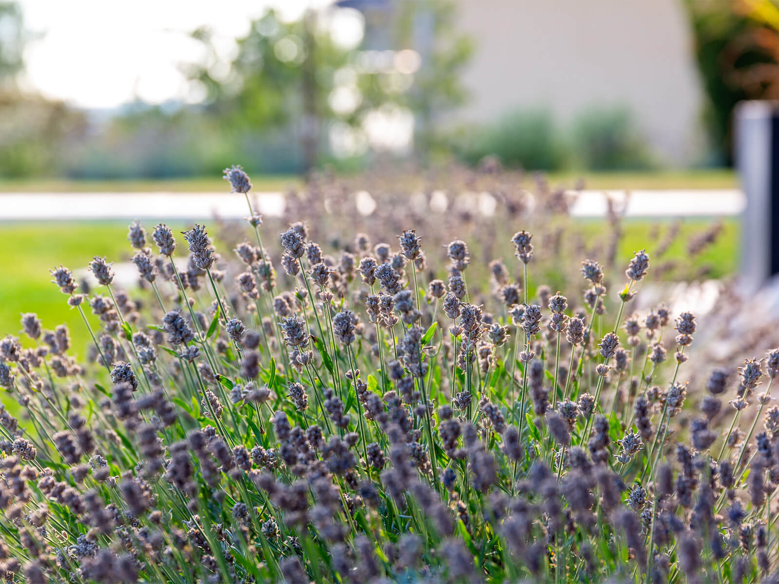Nahaufnahme von einem Lavendelbusch