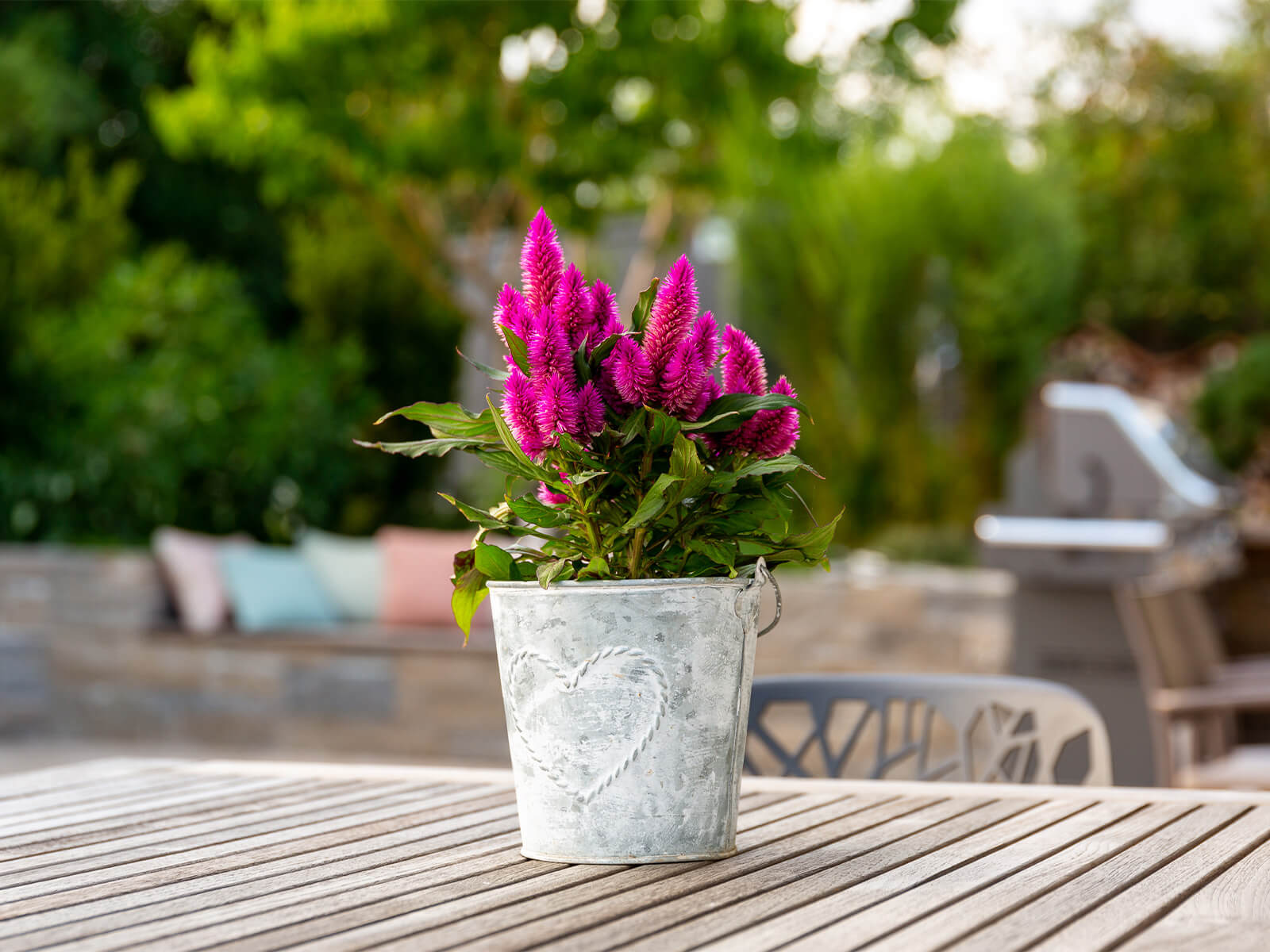 Nahaufnahme einer blühenden Blume auf einem Gartentisch